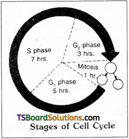 TS Inter 1st Year Botany Study Material Chapter 12 Cell Cycle And Cell Division 1