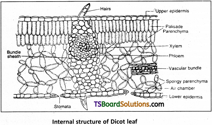 TS Inter 1st Year Botany Study Material Chapter 12 Histology and Anatomy of Flowering Plants 10