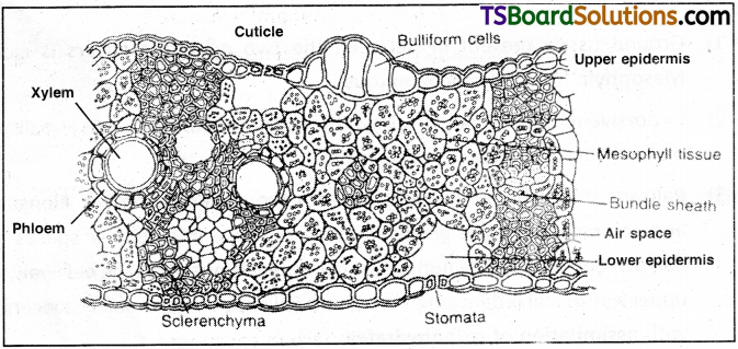TS Inter 1st Year Botany Study Material Chapter 12 Histology and Anatomy of Flowering Plants 11
