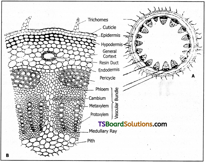 TS Inter 1st Year Botany Study Material Chapter 12 Histology and Anatomy of Flowering Plants 13