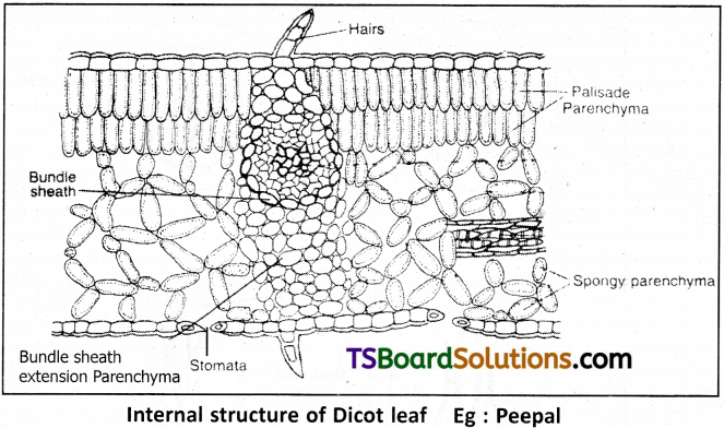 TS Inter 1st Year Botany Study Material Chapter 12 Histology and Anatomy of Flowering Plants 5