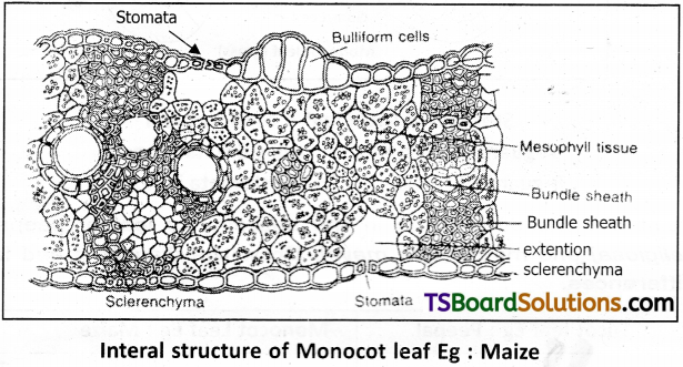 TS Inter 1st Year Botany Study Material Chapter 12 Histology and Anatomy of Flowering Plants 6