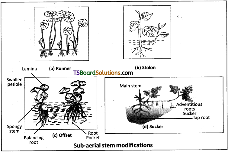TS Inter 1st Year Botany Study Material Chapter 5 Morphology of Flowering Plants 17