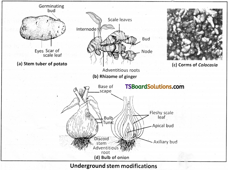 TS Inter 1st Year Botany Study Material Chapter 5 Morphology of Flowering Plants 18