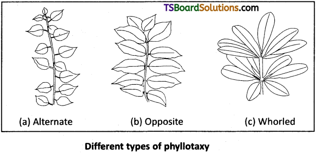 TS Inter 1st Year Botany Study Material Chapter 5 Morphology of Flowering Plants 2
