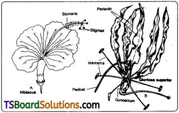 TS Inter 1st Year Botany Study Material Chapter 7 Sexual Reproduction in Flowering Plants 2