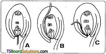 TS Inter 1st Year Botany Study Material Chapter 7 Sexual Reproduction in Flowering Plants 3
