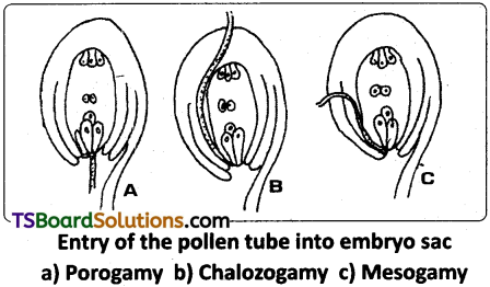 TS Inter 1st Year Botany Study Material Chapter 7 Sexual Reproduction in Flowering Plants 7