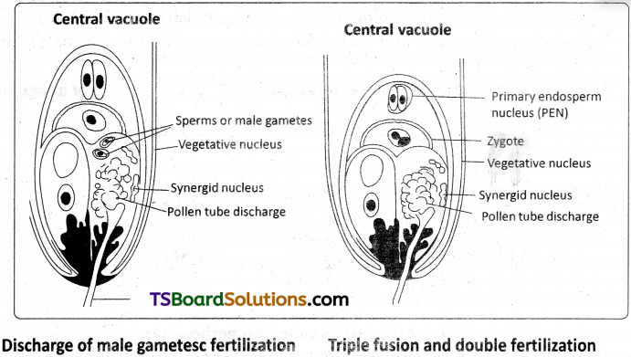 TS Inter 1st Year Botany Study Material Chapter 7 Sexual Reproduction in Flowering Plants 8