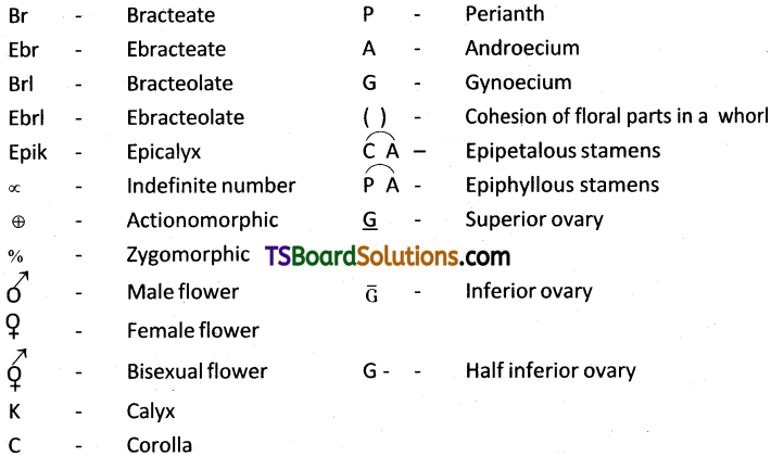TS Inter 1st Year Botany Study Material Chapter 8 Taxonomy of Angiosperms 2