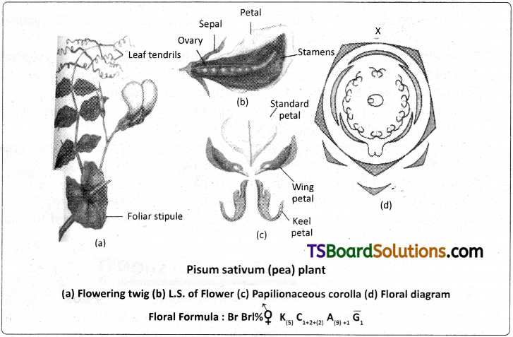 TS Inter 1st Year Botany Study Material Chapter 8 Taxonomy of Angiosperms 4