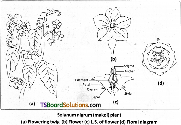 TS Inter 1st Year Botany Study Material Chapter 8 Taxonomy of Angiosperms 5