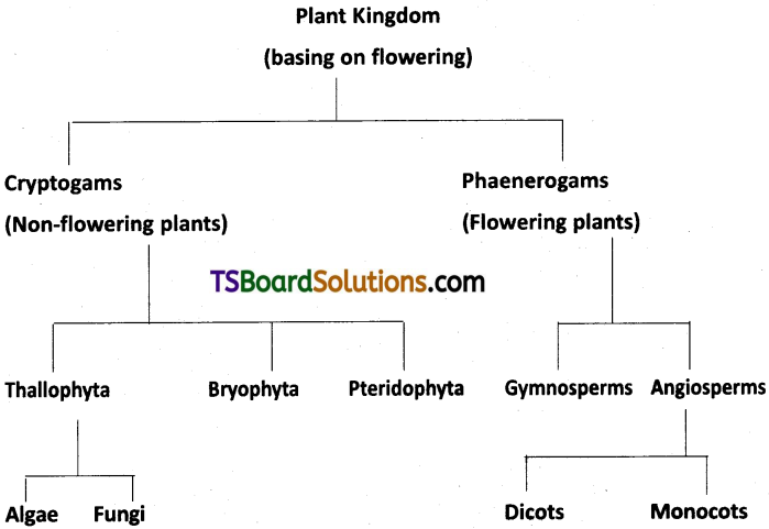 TS Inter 1st Year Botany Study Material Chapter 8 Taxonomy of Angiosperms 8