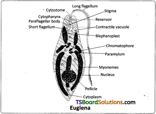 TS Inter 1st Year Zoology Study Material Chapter 5 Locomotion and Reproduction in Protozoa 7