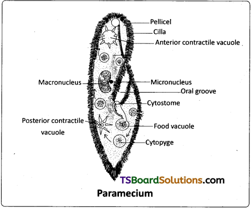 TS Inter 1st Year Zoology Study Material Chapter 5 Locomotion and Reproduction in Protozoa 8