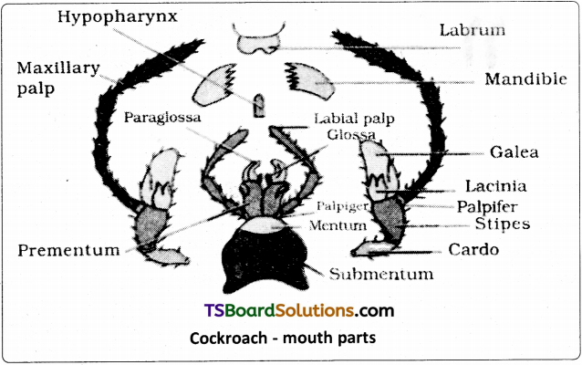 TS Inter 1st Year Zoology Study Material Chapter 7 Type Study of Periplaneta Americana (Cockroach) 1