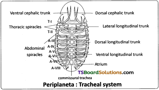 TS Inter 1st Year Zoology Study Material Chapter 7 Type Study of Periplaneta Americana (Cockroach) 12