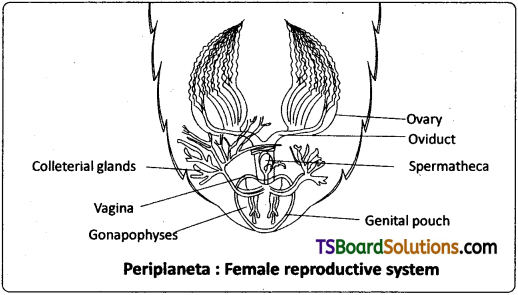 TS Inter 1st Year Zoology Study Material Chapter 7 Type Study of Periplaneta Americana (Cockroach) 15