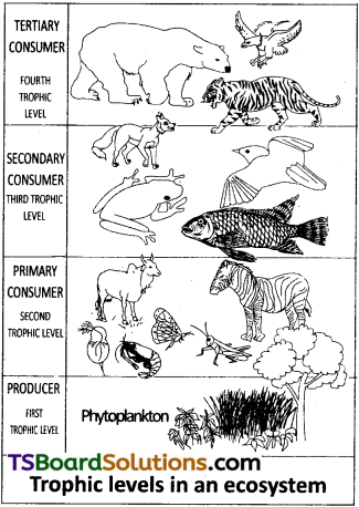 TS Inter 1st Year Zoology Study Material Chapter 8 Ecology and Environment 7