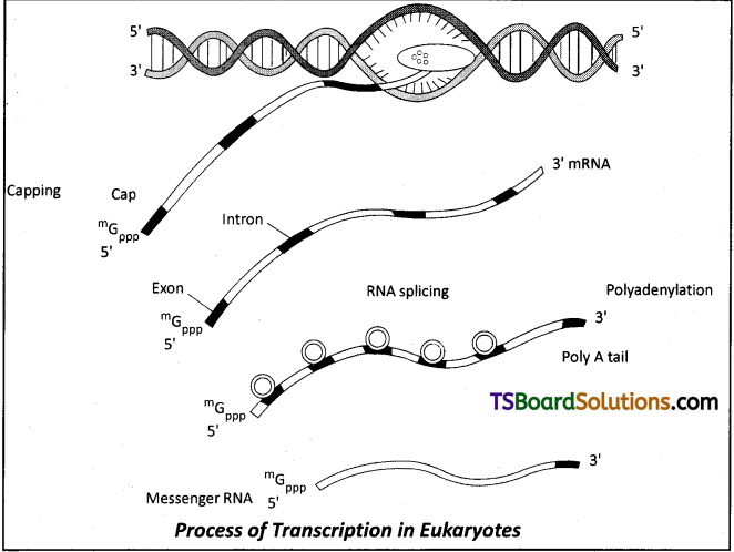 TS Inter 2nd Year Botany Study Material Chapter 10 Molecular Basis of Inheritance 9