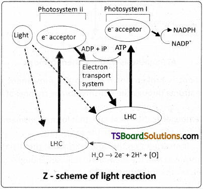 TS Inter 2nd Year Botany Study Material Chapter 4 Photosynthesis in Higher Plants 12