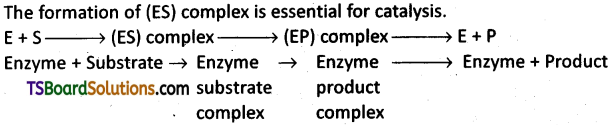 TS Inter 2nd Year Botany Study Material Chapter 3 Enzymes 3
