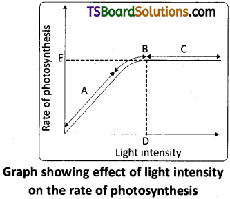 TS Inter 2nd Year Botany Study Material Chapter 4 Photosynthesis in Higher Plants 14