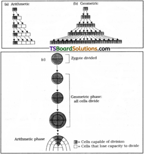 TS Inter 2nd Year Botany Study Material Chapter 6 Plant Growth and ...