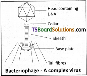 TS Inter 2nd Year Botany Study Material Chapter 8 Viruses 2