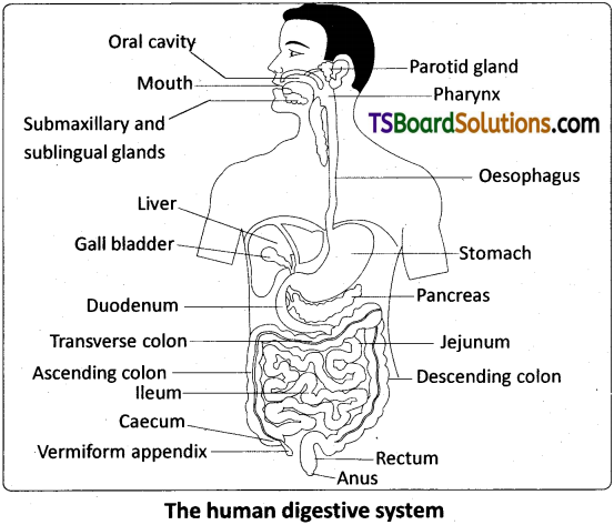 TS Inter 2nd Year Zoology Study Material Chapter 1(a) Digestion and Absorption 15