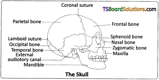 TS Inter 2nd Year Zoology Study Material Chapter 3(a) Musculo-Skeletal System 12