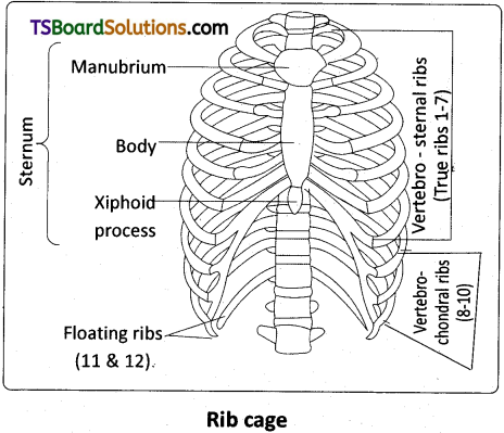 TS Inter 2nd Year Zoology Study Material Chapter 3(a) Musculo-Skeletal System 6