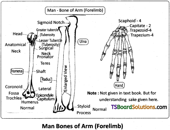 TS Inter 2nd Year Zoology Study Material Chapter 3(a) Musculo-Skeletal System 8