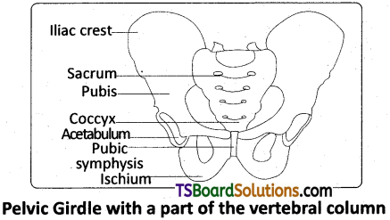 TS Inter 2nd Year Zoology Study Material Chapter 3(a) Musculo-Skeletal System 9