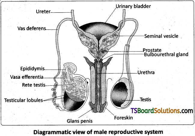 TS Inter 2nd Year Zoology Study Material Chapter 5(a) Human Reproductive System 3