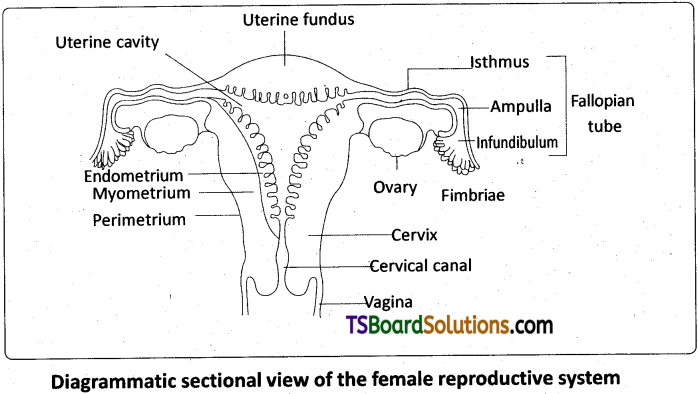 TS Inter 2nd Year Zoology Study Material Chapter 5(a) Human Reproductive System 4