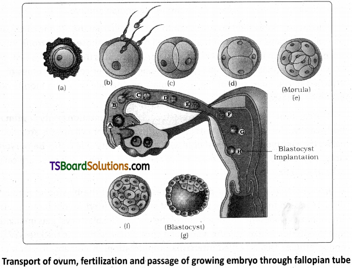 TS Inter 2nd Year Zoology Study Material Chapter 5(a) Human Reproductive System 9