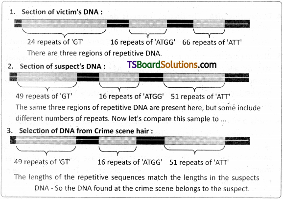 TS Inter 2nd Year Zoology Study Material Chapter 6 Genetics 22